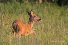 <p>SRNEC OBECNÝ (Capreolus capreolus) Šluknovsko - Harta /European roe deer - Reh/</p>